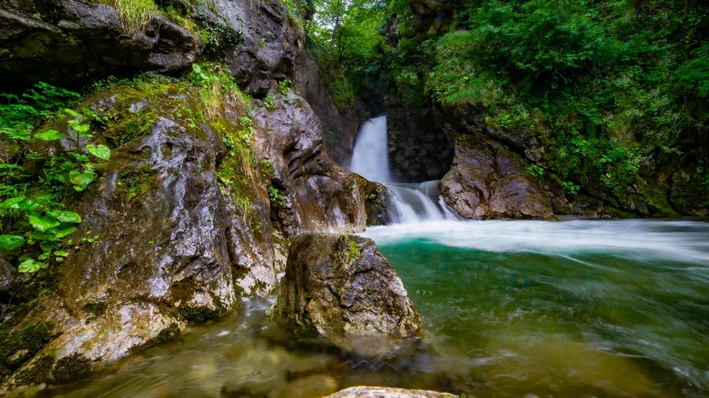 Kako udomiti štene sa posebnim potrebama: potpuni vodič
